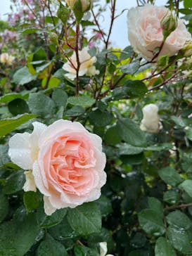 横浜イングリッシュガーデンに投稿された画像（2024/5/13）