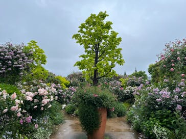 横浜イングリッシュガーデンに投稿された画像（2024/5/13）
