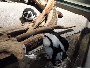 NIFREL（ニフレル）に投稿された画像（2024/5/13）