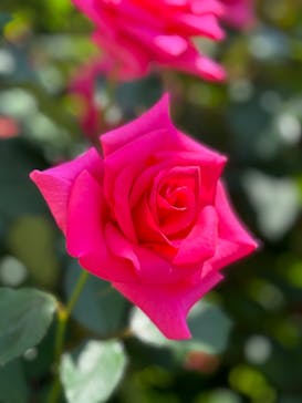 横浜イングリッシュガーデンに投稿された画像（2024/5/13）