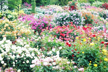 京成バラ園に投稿された画像（2024/5/13）