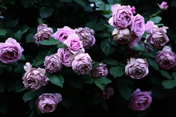 京成バラ園に投稿された画像（2024/5/13）