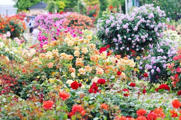 京成バラ園に投稿された画像（2024/5/13）