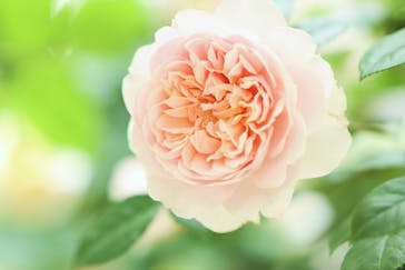 京成バラ園に投稿された画像（2024/5/13）