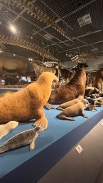 特別展「大哺乳類展３－わけてつなげて大行進」に投稿された画像（2024/5/13）