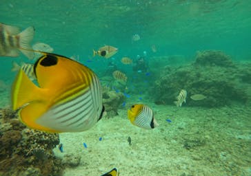 武藤潜水に投稿された画像（2024/5/13）