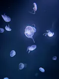 サンシャイン水族館に投稿された画像（2024/5/13）