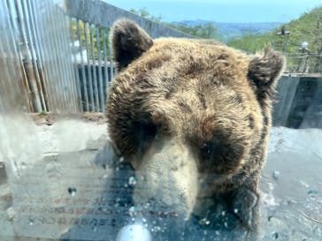 のぼりべつクマ牧場に投稿された画像（2024/5/13）