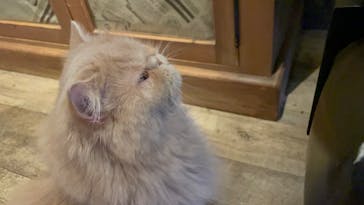 猫カフェモカ　渋谷センター街店に投稿された画像（2024/5/13）