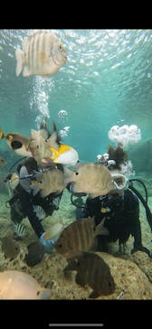 武藤潜水に投稿された画像（2024/5/13）