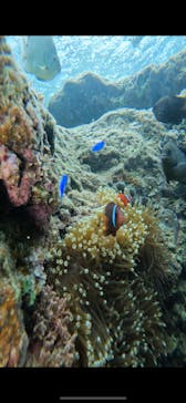 武藤潜水に投稿された画像（2024/5/13）