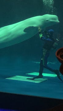 島根県立 しまね海洋館に投稿された画像（2024/5/13）