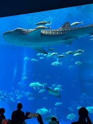 沖縄美ら海水族館に投稿された画像（2024/5/13）