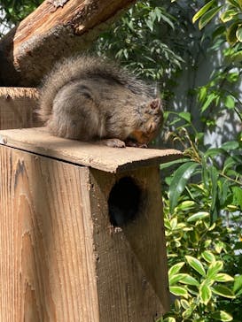 那須どうぶつ王国に投稿された画像（2024/5/13）