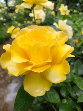 横浜イングリッシュガーデンに投稿された画像（2024/5/13）