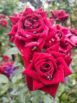 横浜イングリッシュガーデンに投稿された画像（2024/5/13）