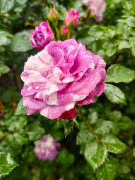 横浜イングリッシュガーデンに投稿された画像（2024/5/13）