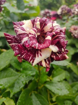 横浜イングリッシュガーデンに投稿された画像（2024/5/13）