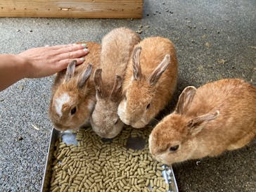 おさるランド＆アニタウン　日光さる軍団劇場に投稿された画像（2024/5/13）