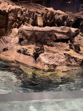 すみだ水族館に投稿された画像（2024/5/13）