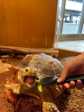 Moff animal cafe MARKIS 福岡ももち店に投稿された画像（2024/5/13）