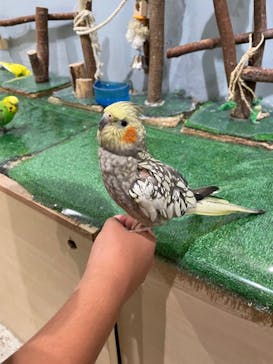 Moff animal cafe MARKIS 福岡ももち店に投稿された画像（2024/5/13）