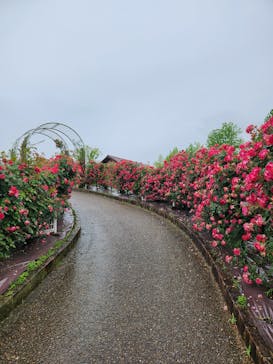  ハーベストの丘に投稿された画像（2024/5/13）