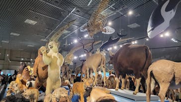 特別展「大哺乳類展３－わけてつなげて大行進」に投稿された画像（2024/5/13）