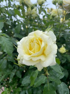 京成バラ園に投稿された画像（2024/5/13）