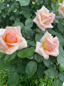 京成バラ園に投稿された画像（2024/5/13）