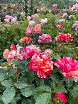 京成バラ園に投稿された画像（2024/5/13）