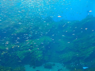 仙台うみの杜水族館に投稿された画像（2024/5/12）