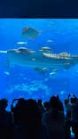 沖縄美ら海水族館に投稿された画像（2024/5/13）