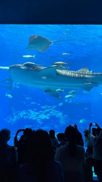 沖縄美ら海水族館に投稿された画像（2024/5/13）