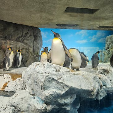 鴨川シーワールドに投稿された画像（2024/5/13）