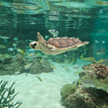 鴨川シーワールドに投稿された画像（2024/5/13）