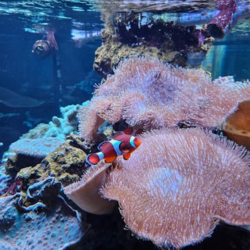 鴨川シーワールドに投稿された画像（2024/5/13）