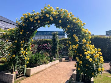 京成バラ園に投稿された画像（2024/5/13）