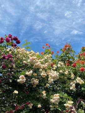 横浜イングリッシュガーデンに投稿された画像（2024/5/14）