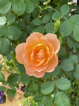 横浜イングリッシュガーデンに投稿された画像（2024/5/14）