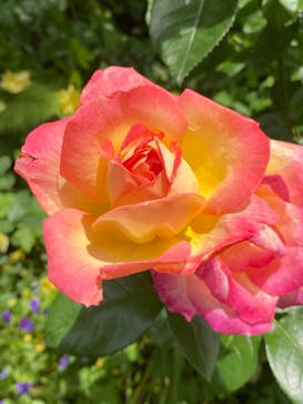 横浜イングリッシュガーデンに投稿された画像（2024/5/14）