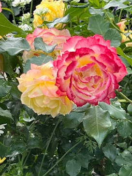 浜名湖花博2024に投稿された画像（2024/5/14）