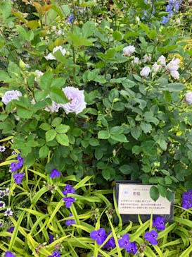 浜名湖花博2024に投稿された画像（2024/5/14）