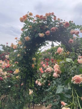 横浜イングリッシュガーデンに投稿された画像（2024/5/14）