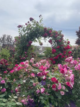 横浜イングリッシュガーデンに投稿された画像（2024/5/14）