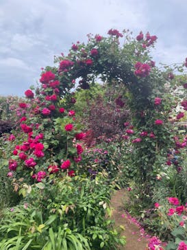 横浜イングリッシュガーデンに投稿された画像（2024/5/14）