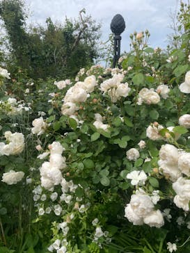 横浜イングリッシュガーデンに投稿された画像（2024/5/14）