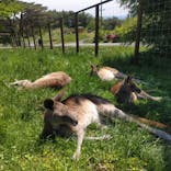 那須どうぶつ王国に投稿された画像（2024/5/14）