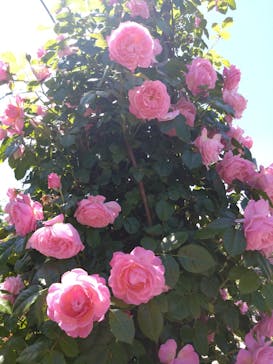 ぎふワールド・ローズガーデンに投稿された画像（2024/5/14）