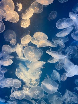 鴨川シーワールドに投稿された画像（2024/5/14）